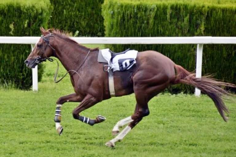 Traditional horse race