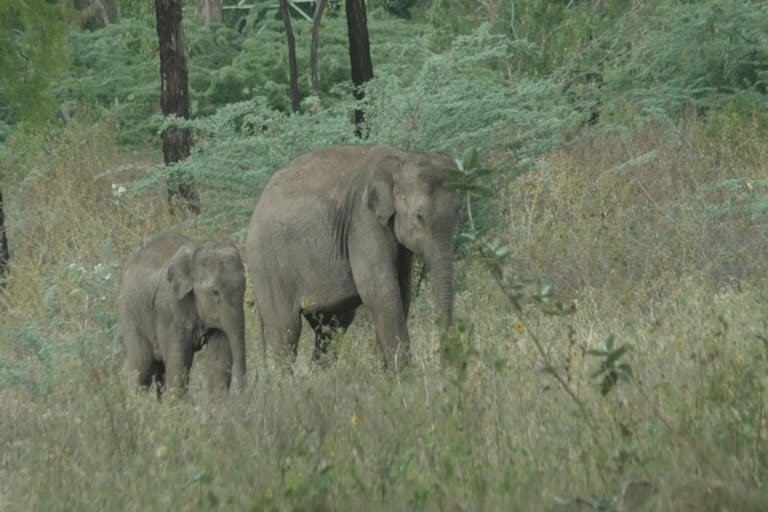 Elephant calves suffering from the loss of their mother in tamilanadu