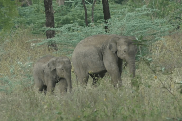 ധർമപുരിയിൽ കാട്ടാനകൾ ഷോക്കേറ്റ് മരിച്ചു  കാട്ടനകൾ ഷോക്കേറ്റ് മരിച്ചു  forest department  Elephant calves in Dharmapuri  Two baby elephants who have lost their mother  elephants  Mudumalai Sanctuary  മുതുമല ആന പരിപാലന കേന്ദ്രം  ധർമപുരിയിൽ ഷോക്കേറ്റ് ആനകൾ മരിച്ച സംഭവം  മദ്രാസ് ഹൈക്കോടതി  മുതുമല  വനം വകുപ്പ്  Madras High Court  protection of elephant calves in Dharmapuri