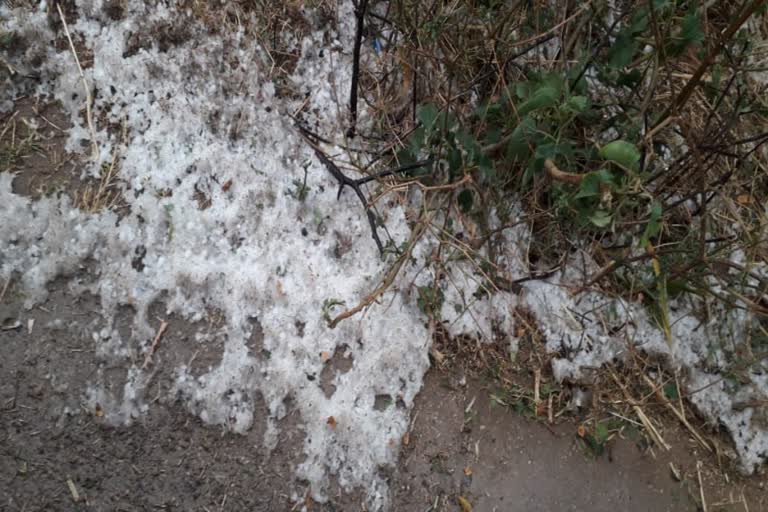 Goats died due to rain and hailstorm in Ranchi