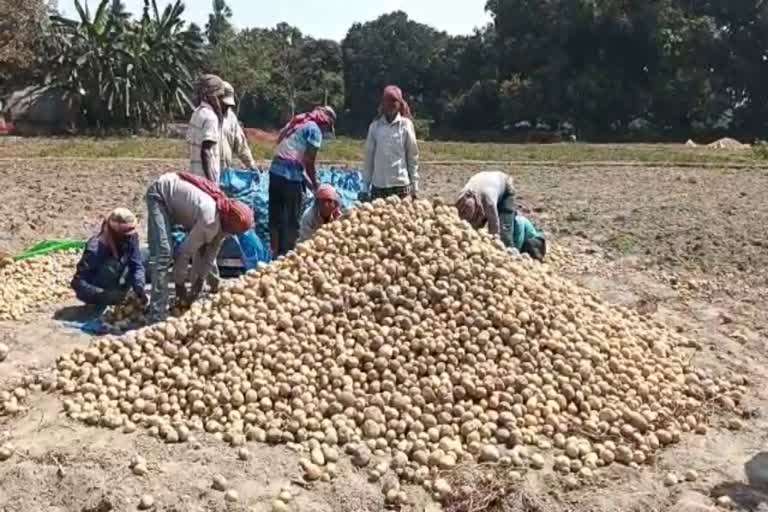 Potato Cultivation