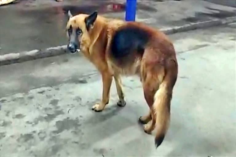Man booked for dog brutally beating dog with belt at Haryana's Rohtak