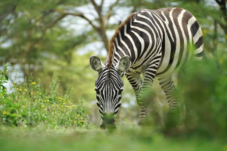 zebra