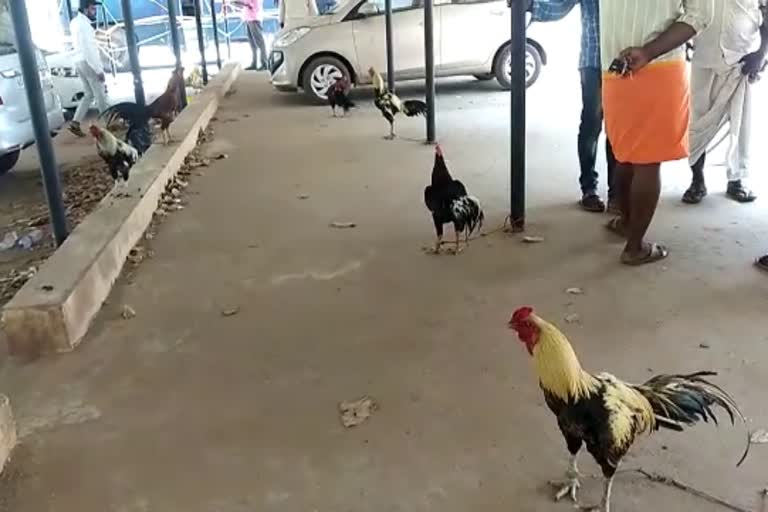 Cock fight in Manjeshwar  Cock fight in Manjeshwar Seven arrested  Cock fight becoming an usual sight  Cock fight  Kerala Karnataka Border  Manjeshwar  കോഴിപ്പോര് ചൂതാട്ടം  കോഴിപ്പോര്