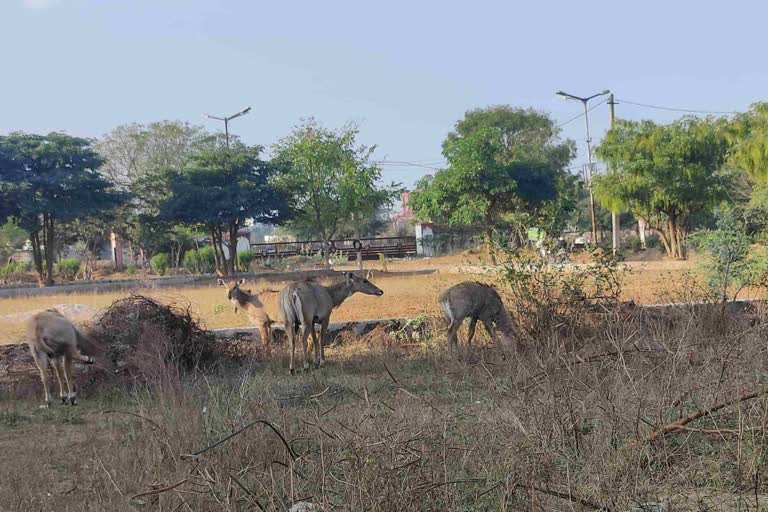 Nilgai spotted in Residential Areas of Jaipur