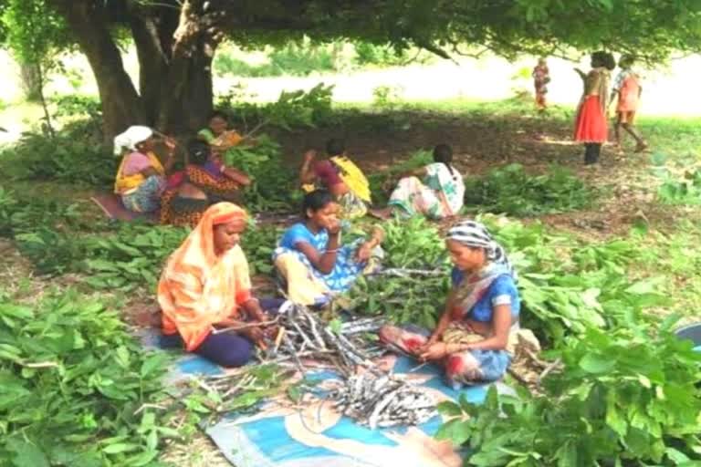 Cultivation of spices in Raipur