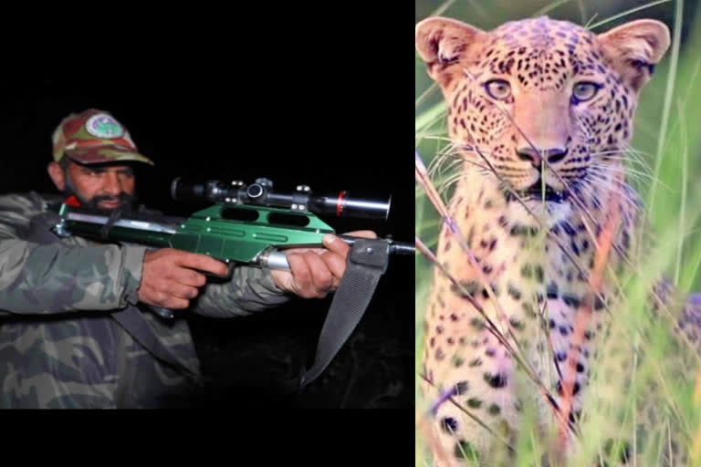 leopard sighted in kashmir  leopard in wanbal  wanbal leopard operation  Kashmir wildlife department  Latest kashmir news  leopards roaming in human settlements  latest national news  ജനവാസ മേഖലയില്‍ പുള്ളിപ്പുലിയുടെ സാന്നിധ്യം  സ്ഥലത്ത് തമ്പടിച്ച് വനം വകുപ്പ് ഉദ്യോഗസ്ഥര്‍  വന്യജീവി  വനം വകുപ്പ്  കരടി  പുള്ളിപ്പുലി  ജമ്മു കാശ്‌മീര്‍ ഏറ്റവും പുതിയ വാര്‍ത്ത  ഏറ്റവും പുതിയ ദേശീയ വാര്‍ത്ത