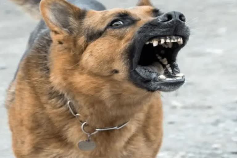 Dog Biting Case