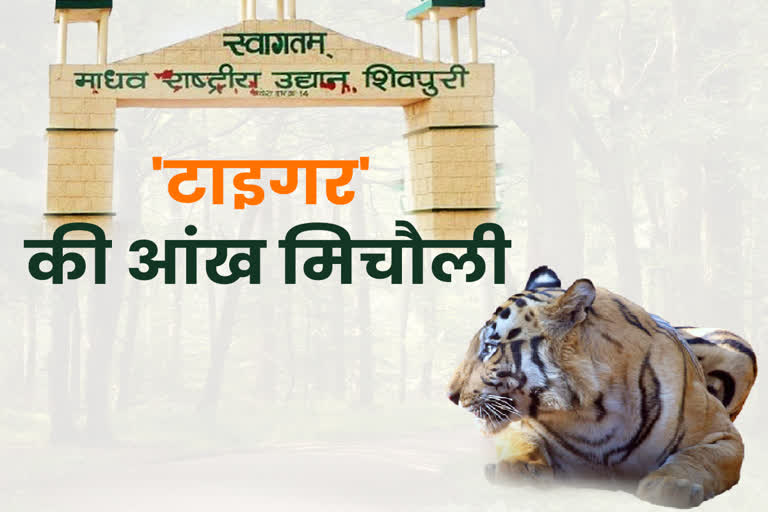 Rumor of Tiger absconding in Shivpuri