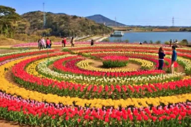 tulip garden