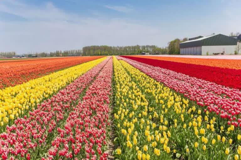 Tulip Garden To Open From Next Sunday