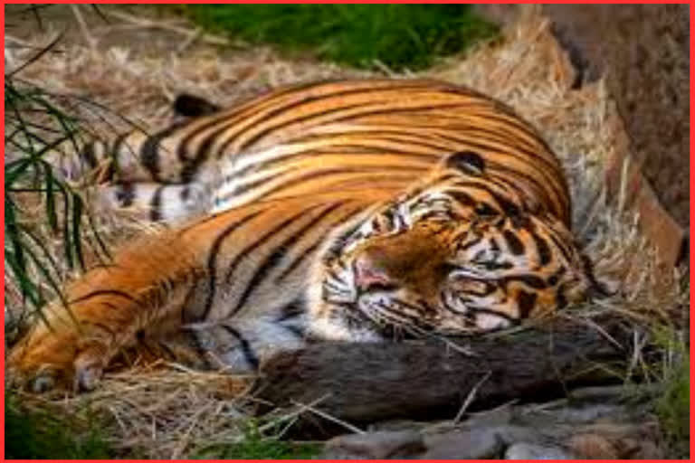 Rumors Spread of Tiger Missing