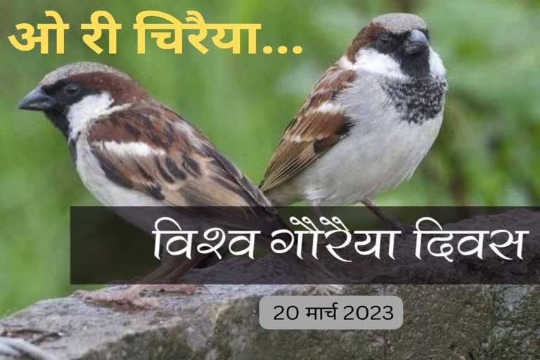 world sparrow day 2023