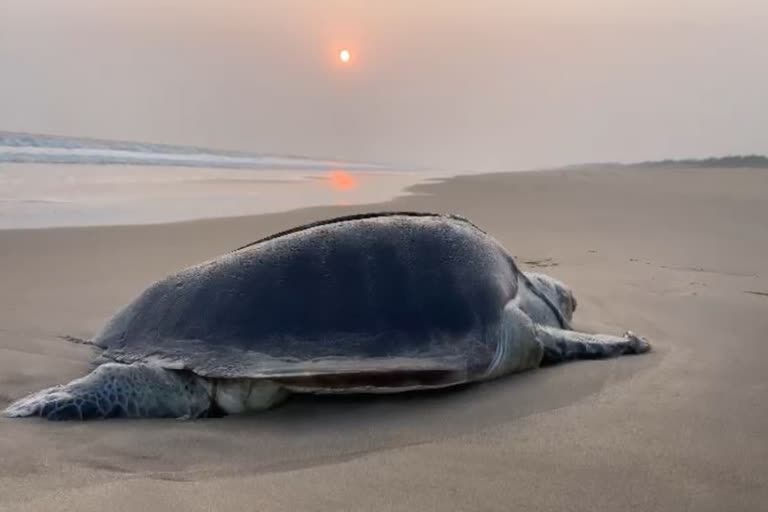 olive ridley turtles