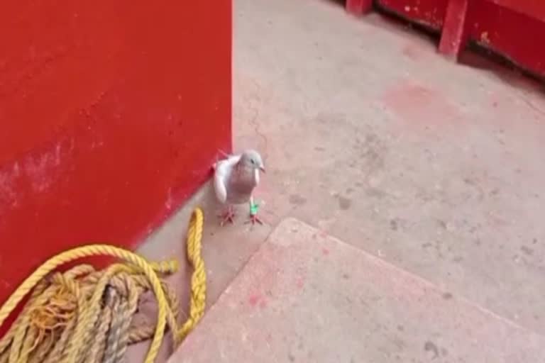 suspect spy pigeon rescued in paradeep