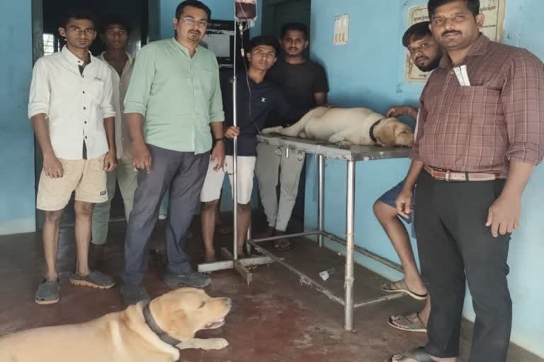 dog donated blood