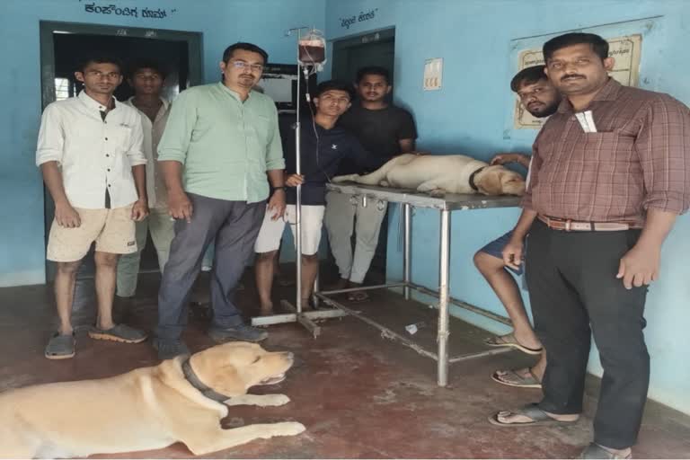 Dog Donated Blood To a Pregnant Dog