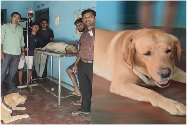 a dog donates blood to a pregnant dog in karnataka