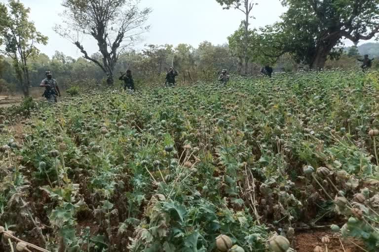 District police action against illegal opium in Khunti