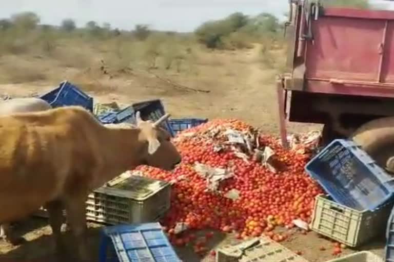 Tomato rates fell due to over production