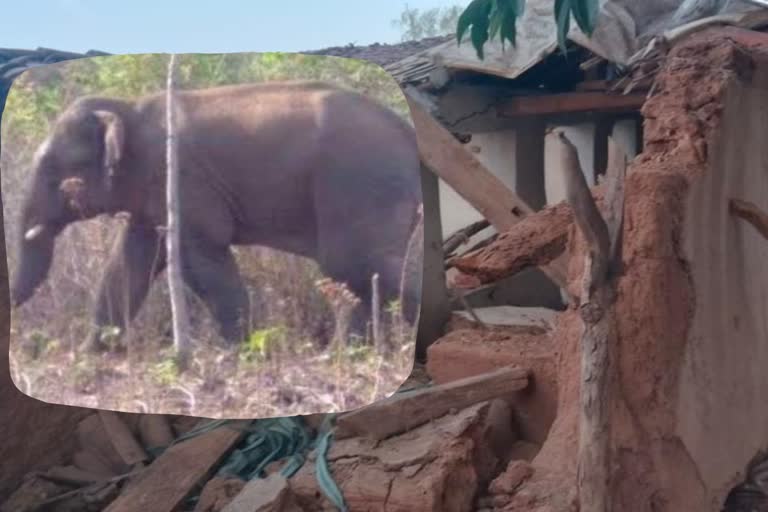 Elephants caused damage in Khadgawan