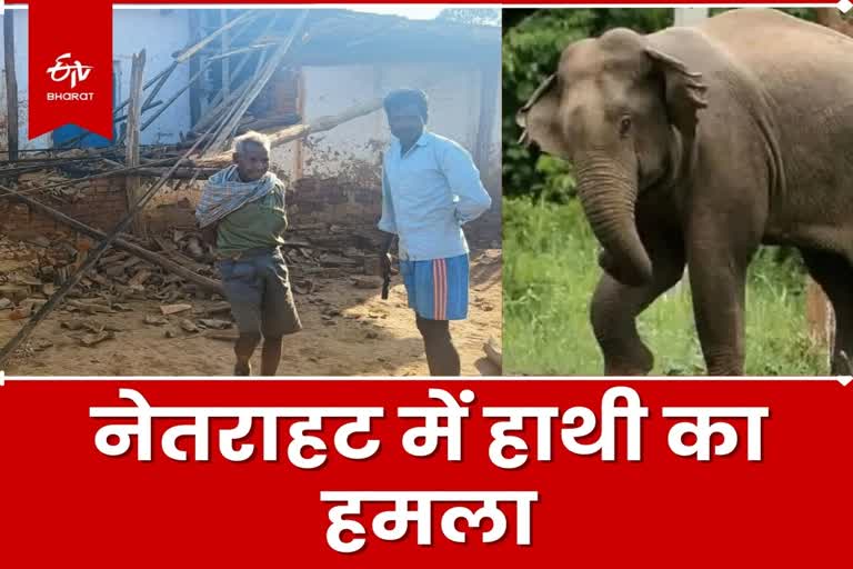 Elephant terror in Netarhat