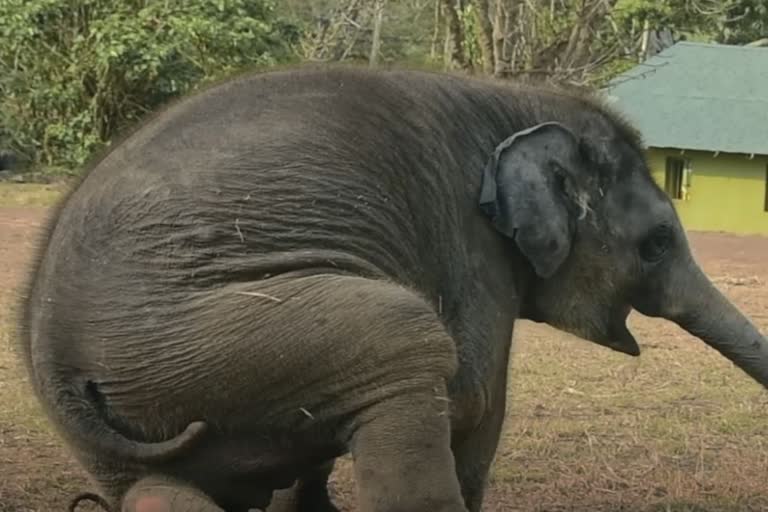 Oscar Winning Elephant Whisperers