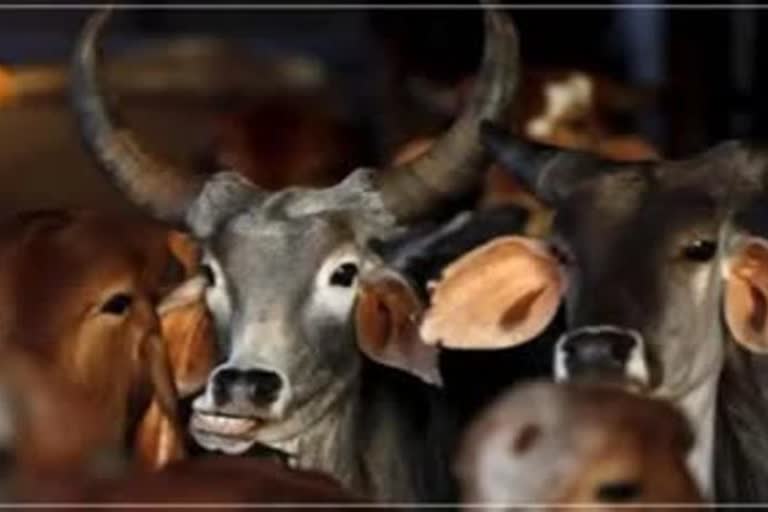 Cow smuggling in Bhilwara