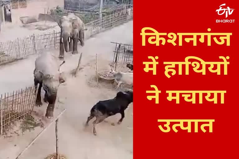 किशनगंज में हाथियों का हंगामा