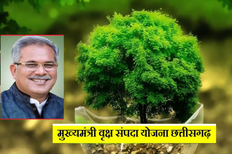Chief Minister Tree Estate Scheme in Chhattisgarh