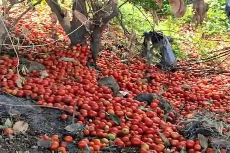 mp tomato prices drop down farmers cry