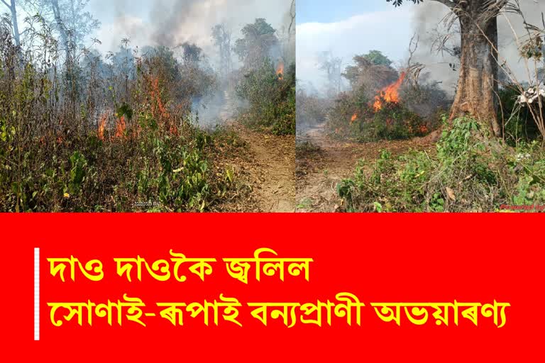 Massive fire break out at SonaI Rupai wildlife century