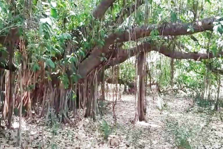 Sagar 200 year old banyan tree