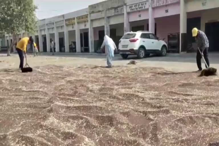 Mustard purchase in Haryana Mustard Purchase in Panipat Grain Market