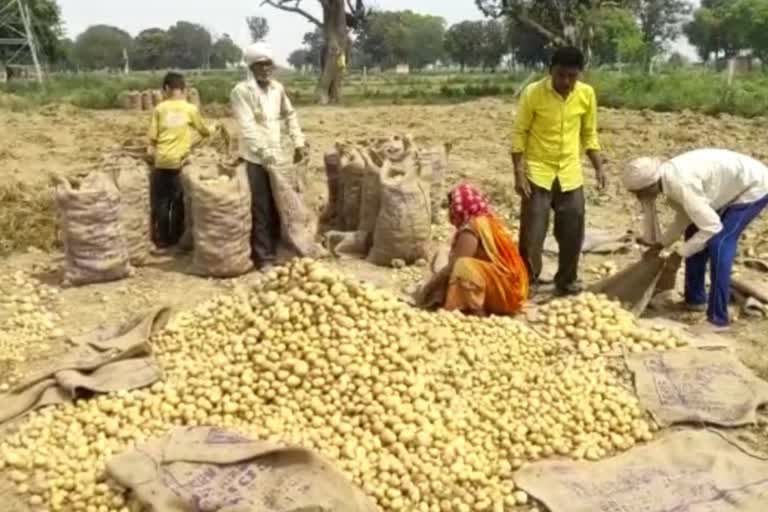 Potato farmers in Firozabad