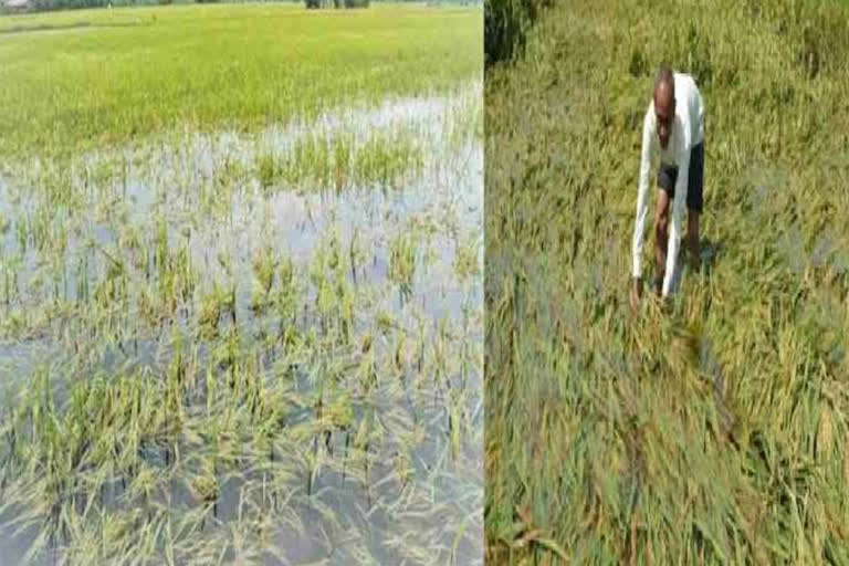 Hisar Farmers demand crop insurance amount