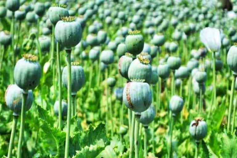 action against illegal opium