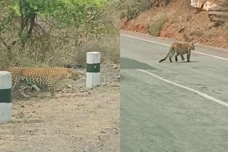 Viral Video of Movement of Panther in Jhalawar