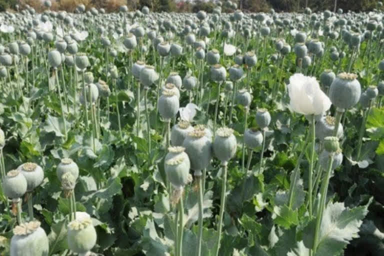 opium farming will make the farmers of Punjab debt free