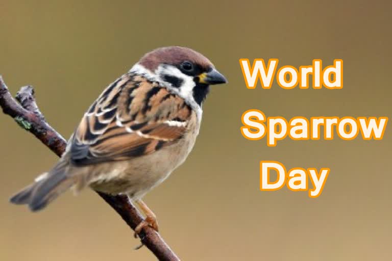 ETV Special on World Sparrow Day