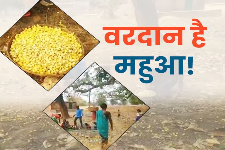 Mahua became source of income for villagers in Latehar