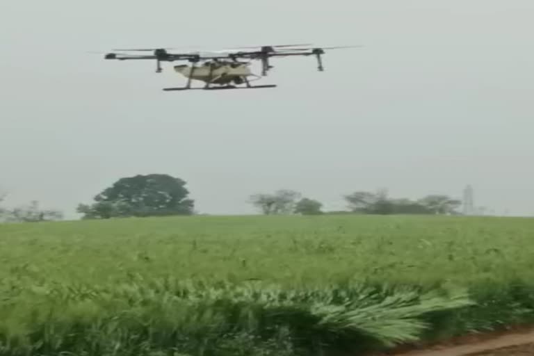 Spraying of nano urea through drone