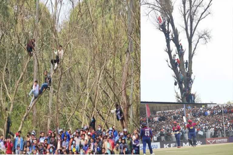 fans-climb-trees-watch-nepal-vs-uae-icc-cricket-world-cup-league