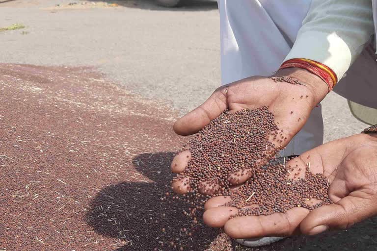 Farmers cultivating mustard in Bharatpur,  Bharatpur mustard Farmers upset