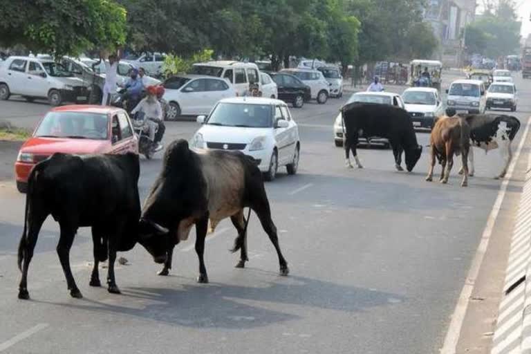 Stray Cattle Issue in Gujarat High court : રખડતા ઢોરની રાજ્યવ્યાપી નીતિ ઘડવા સરકારે હાઇકોર્ટ પાસે સમય માંગ્યો