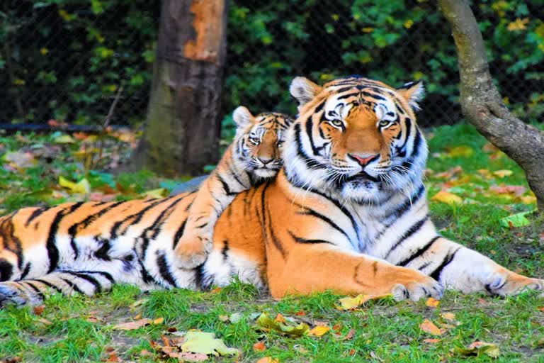 Irregularities in expenditure of tiger