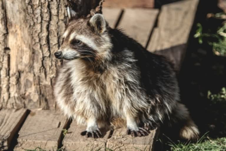 raccoon dog