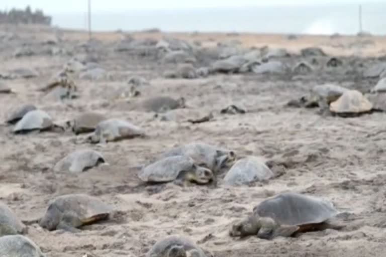 olive ridley turtles ovulation