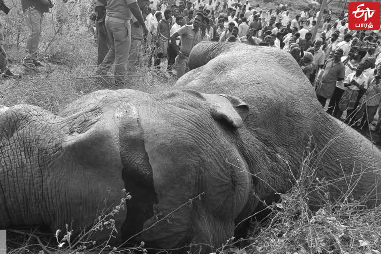 wild elephant has been electrocuted again in Dharmapuri