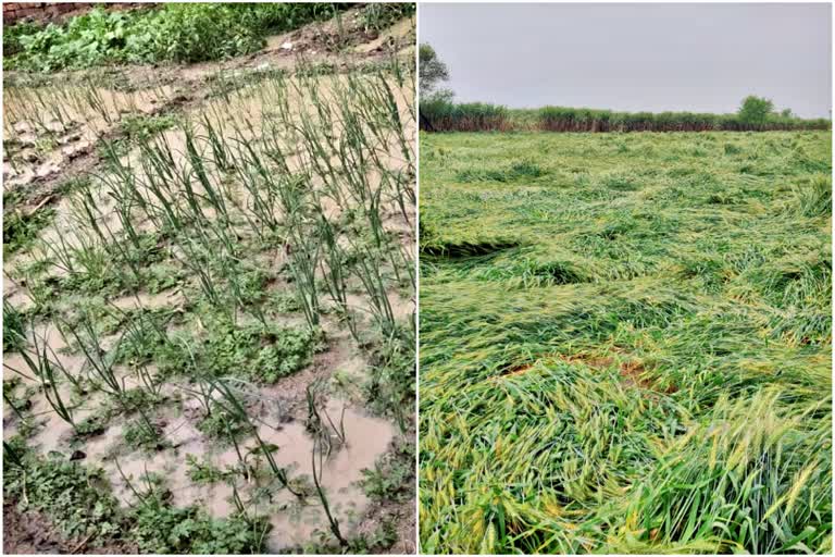 unseasonal rain Damage crops in Karnal